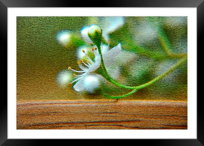 blossom Framed Mounted Print by sue davies