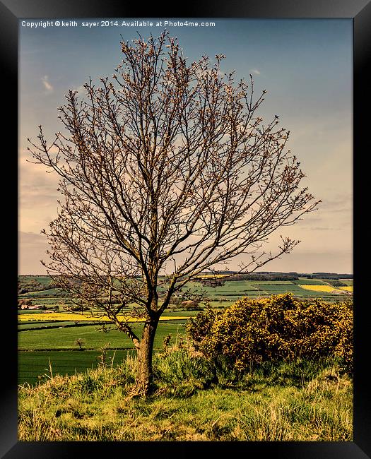 Tree With A View Pinchinthorpe Framed Print by keith sayer