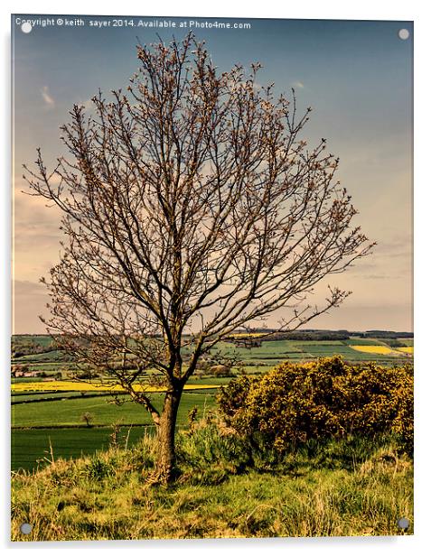 Tree With A View Pinchinthorpe Acrylic by keith sayer