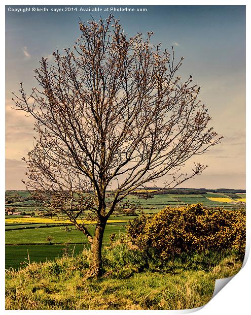 Tree With A View Pinchinthorpe Print by keith sayer