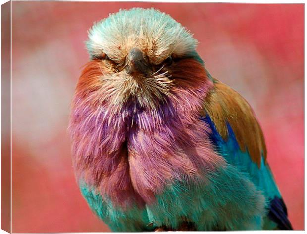 Lilac Breasted Roller Canvas Print by victoria mather