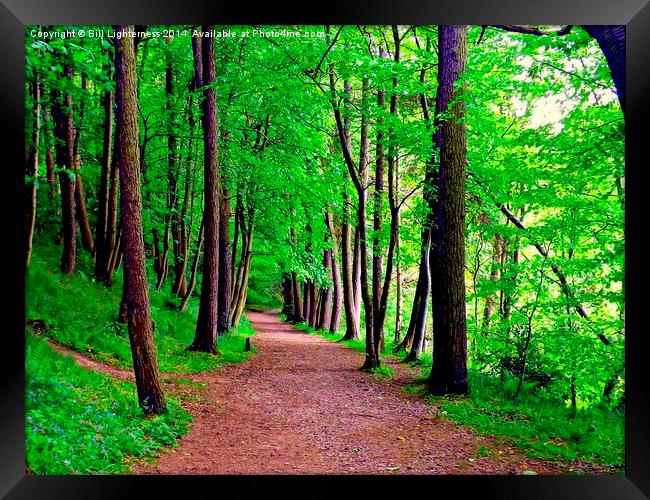 A Walk in the Woods Framed Print by Bill Lighterness