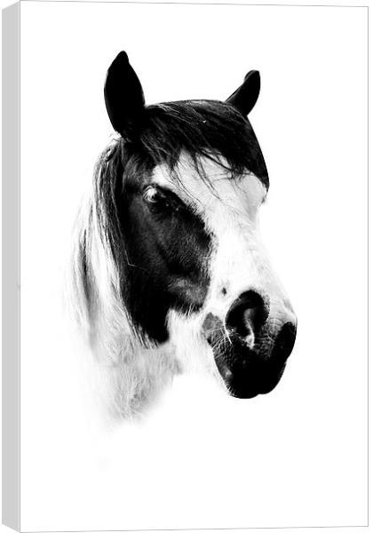 Horse Canvas Print by Simon Alesbrook