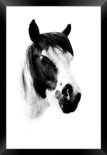 Horse Framed Print by Simon Alesbrook