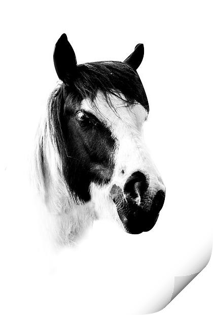 Horse Print by Simon Alesbrook