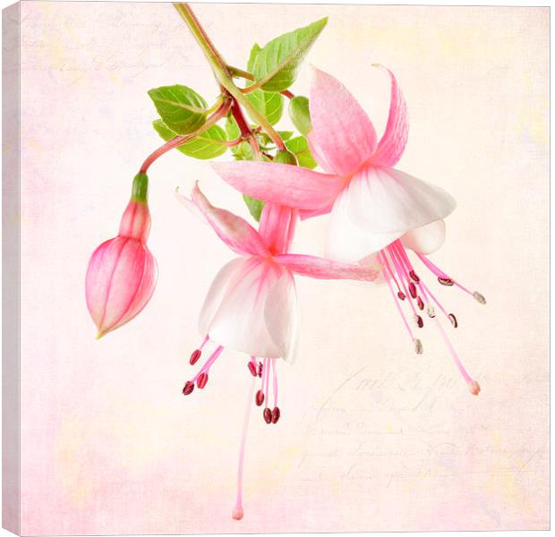 Fuchsia Canvas Print by Julie Woodhouse