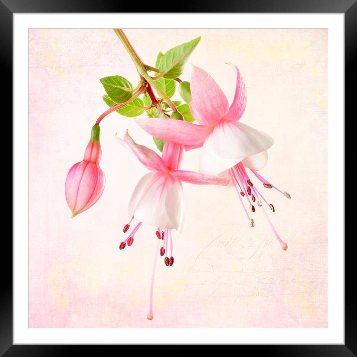 Fuchsia Framed Mounted Print by Julie Woodhouse