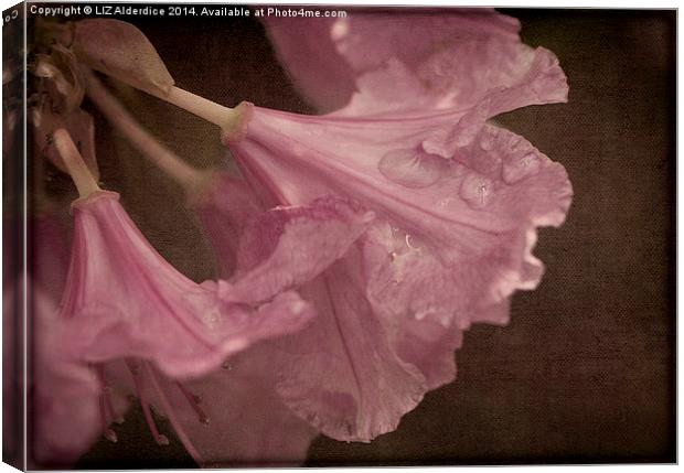 Pink After The Rain Canvas Print by LIZ Alderdice