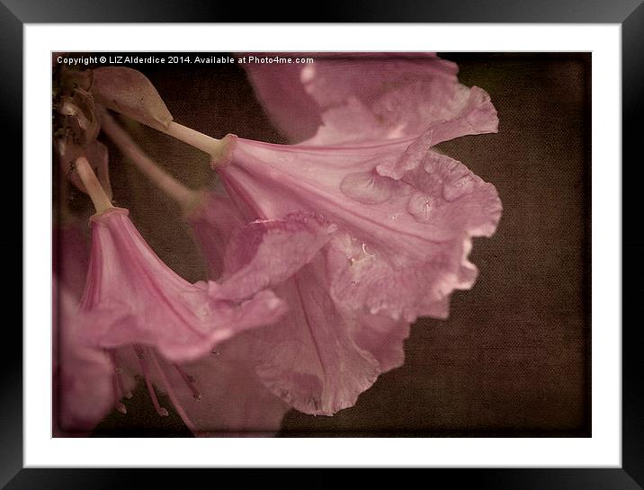 Pink After The Rain Framed Mounted Print by LIZ Alderdice