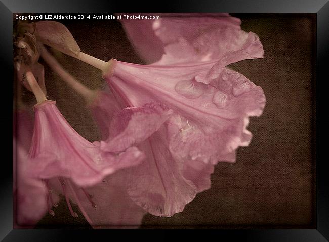 Pink After The Rain Framed Print by LIZ Alderdice