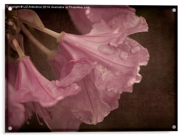 Pink After The Rain Acrylic by LIZ Alderdice