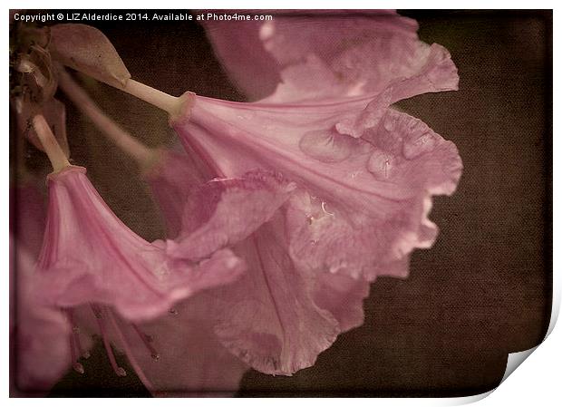 Pink After The Rain Print by LIZ Alderdice