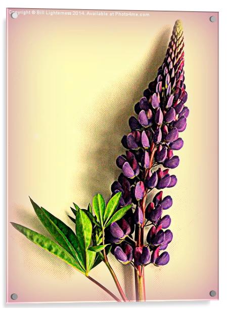 Painted Purple Lupin Acrylic by Bill Lighterness