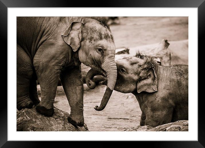 Infant elephants playing Framed Mounted Print by Jason Wells