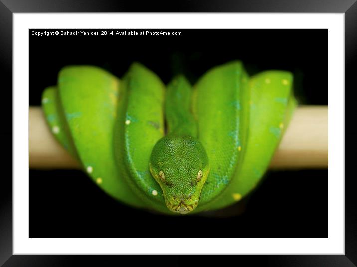 Green Tree Python Framed Mounted Print by Bahadir Yeniceri