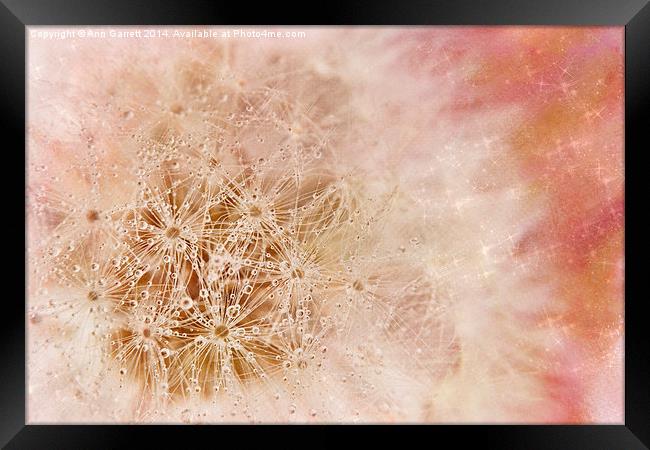 Pink Dandelion Sparkle Framed Print by Ann Garrett