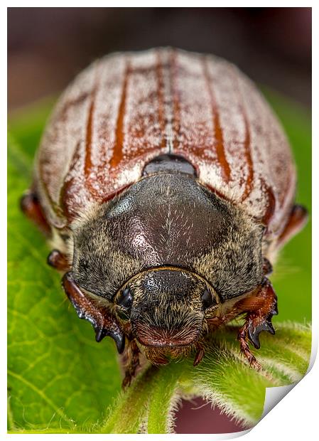 May Bug Print by Gordon Bishop