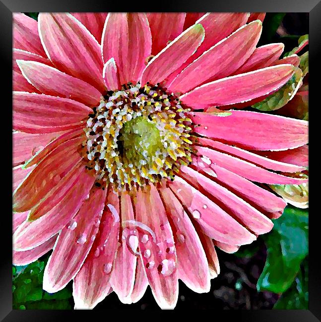 Oil Painting Pink Daisy Framed Print by Pics by Jody Adams
