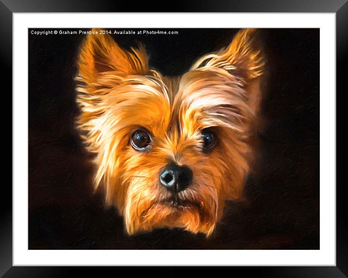 Yorkie Framed Mounted Print by Graham Prentice