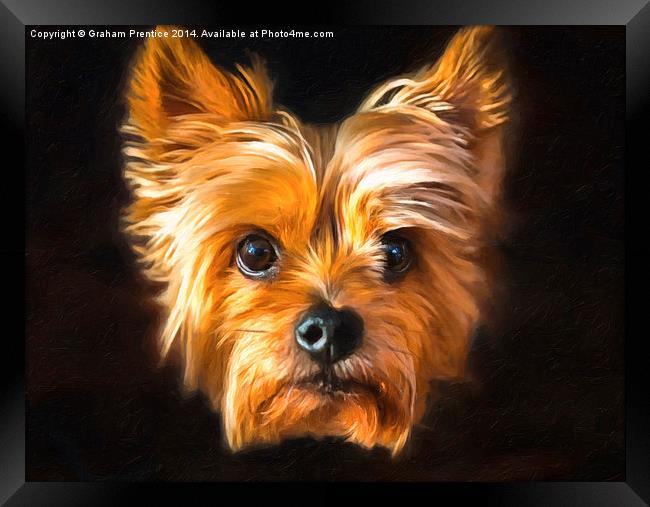 Yorkie Framed Print by Graham Prentice