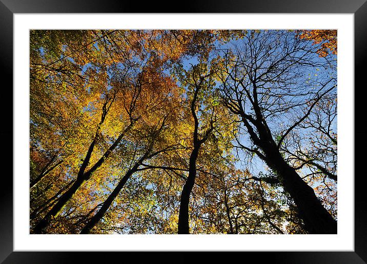 Looking up at the autumn trees Framed Mounted Print by Rosie Spooner
