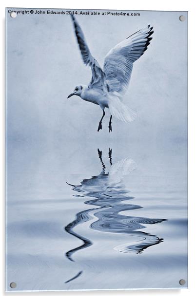 Black-headed gull cyanotype Acrylic by John Edwards