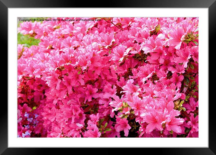 A mass of red Azaleas. Framed Mounted Print by Frank Irwin