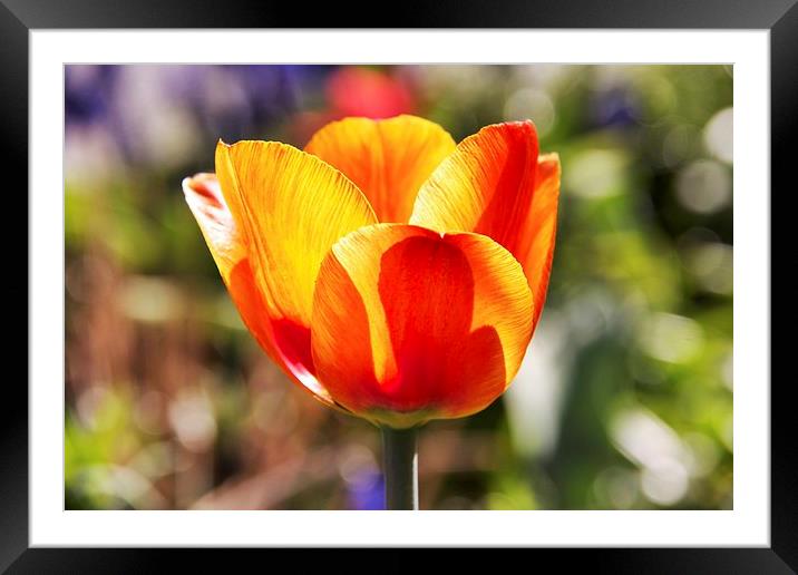 Cup of beauty Framed Mounted Print by Fiona Miller