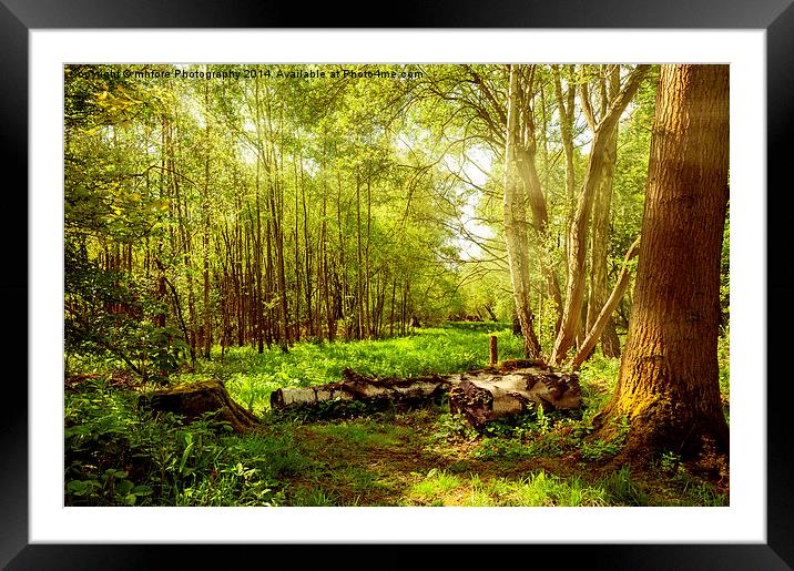 Sunlight Walk Framed Mounted Print by mhfore Photography