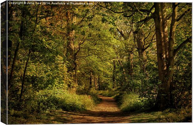 Blickling Woods 6 Canvas Print by Julie Coe