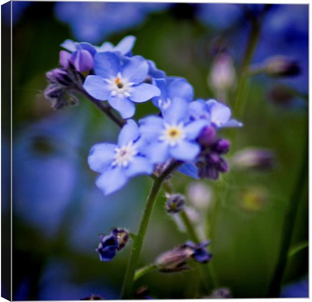 Wood Forget Me Not Canvas Print by Colin Metcalf