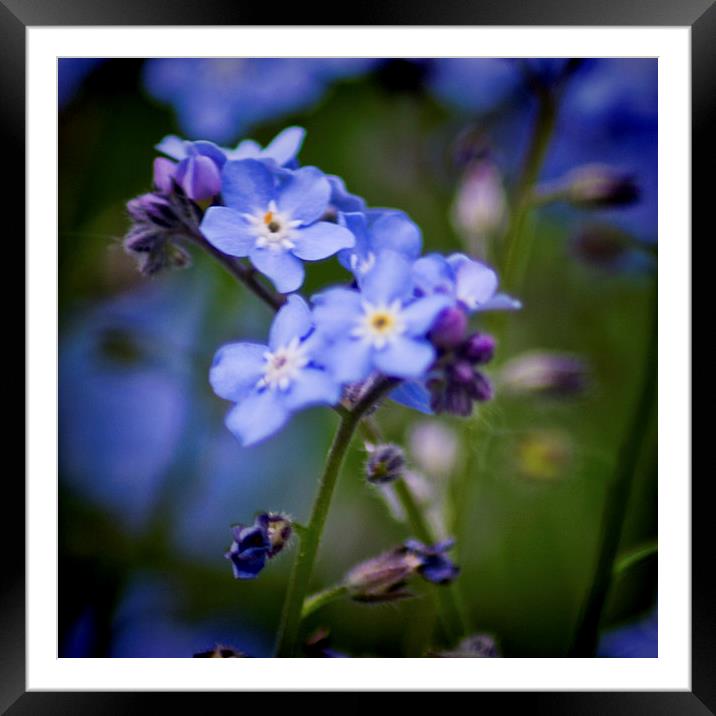 Wood Forget Me Not Framed Mounted Print by Colin Metcalf