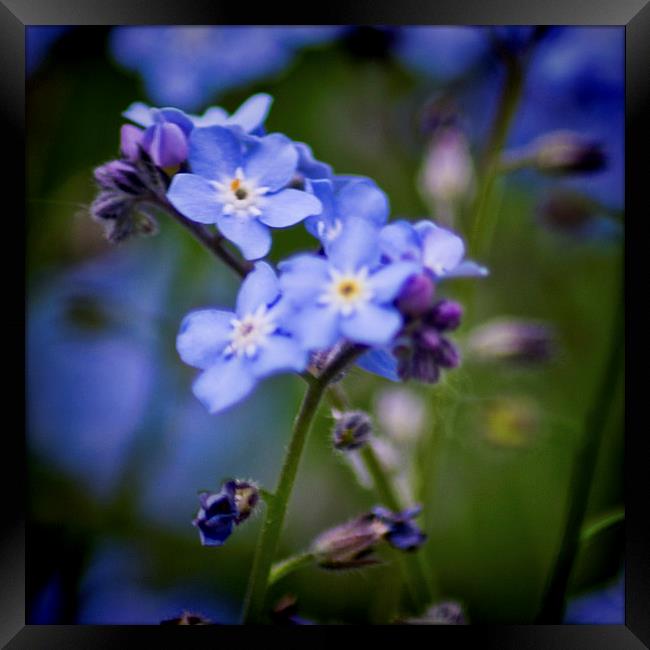 Wood Forget Me Not Framed Print by Colin Metcalf