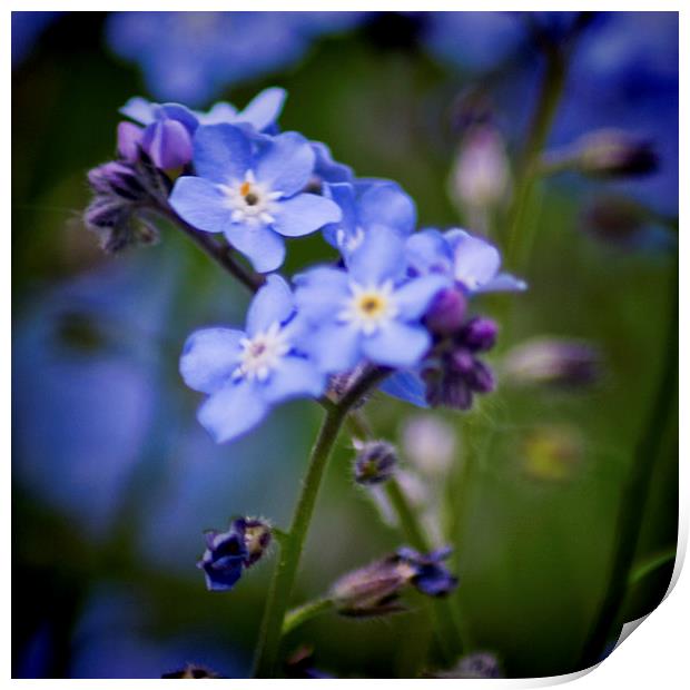 Wood Forget Me Not Print by Colin Metcalf