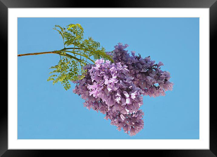 Jacaranda Blooms Framed Mounted Print by Jacqueline Burrell