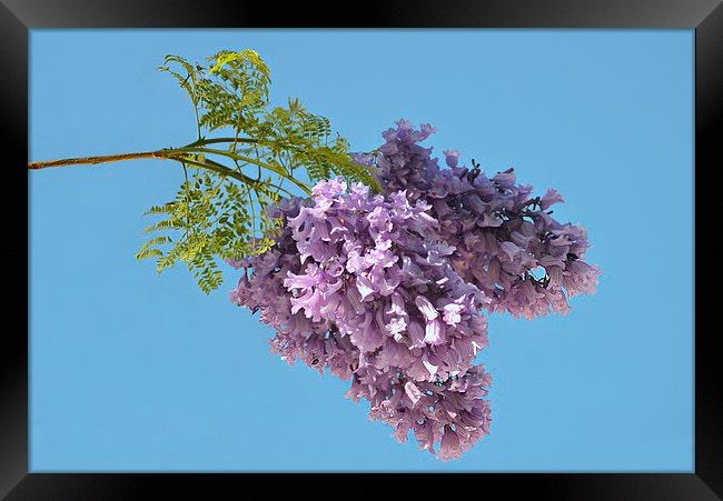 Jacaranda Blooms Framed Print by Jacqueline Burrell