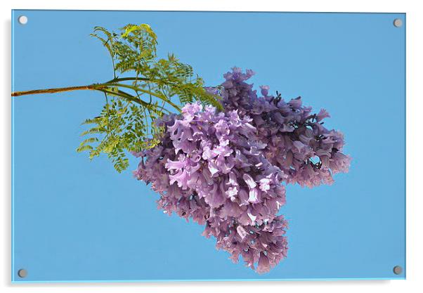 Jacaranda Blooms Acrylic by Jacqueline Burrell