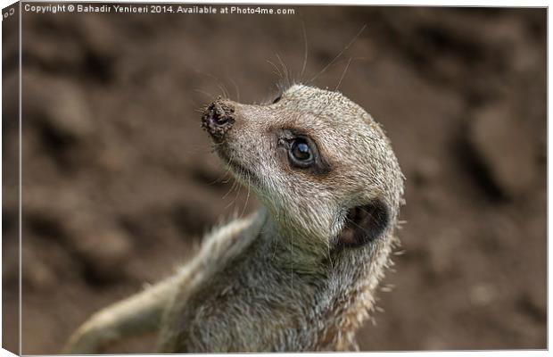 Meerkat Canvas Print by Bahadir Yeniceri