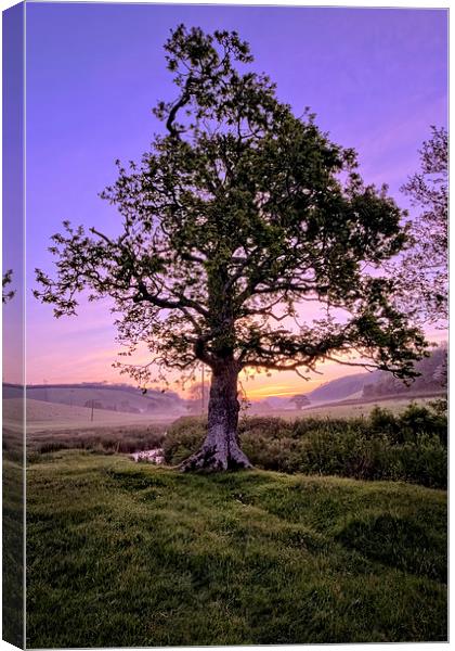 Oak Tree sunrise Canvas Print by Dave Wilkinson North Devon Ph