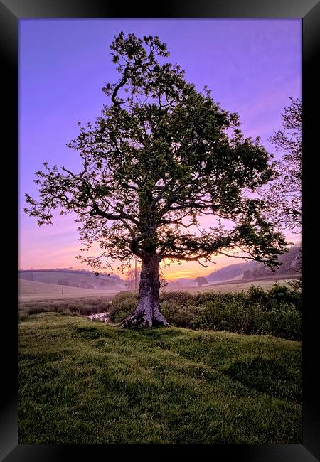 Oak Tree sunrise Framed Print by Dave Wilkinson North Devon Ph