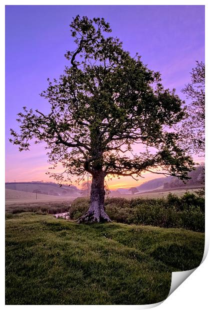 Oak Tree sunrise Print by Dave Wilkinson North Devon Ph