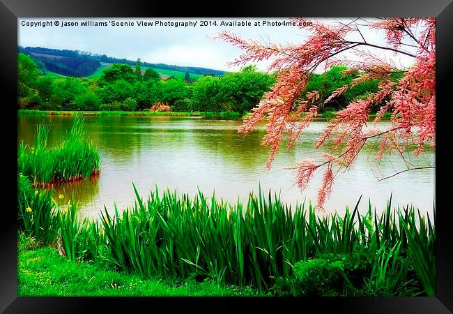 A Splash of Pink Framed Print by Jason Williams