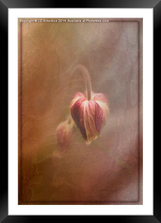 Sweet Columbine Framed Mounted Print by LIZ Alderdice