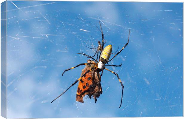 Golden Orb Web Spider Canvas Print by Jacqueline Burrell