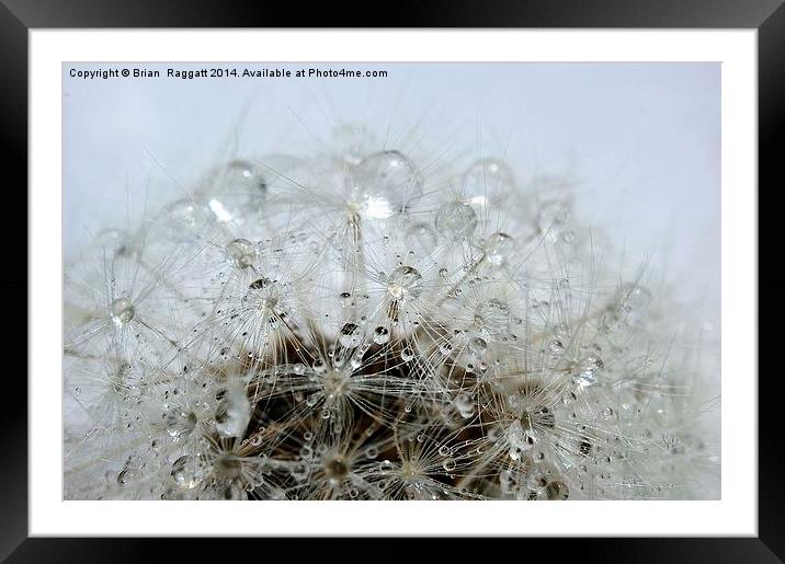 Dandelion droplets Framed Mounted Print by Brian  Raggatt