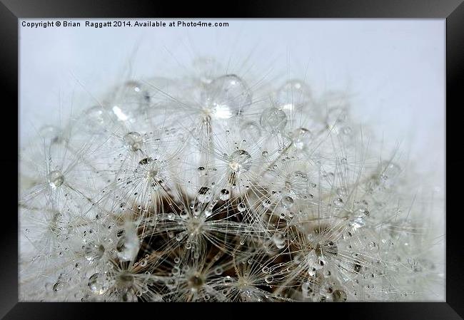 Dandelion droplets Framed Print by Brian  Raggatt