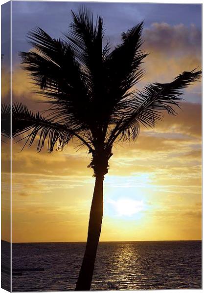 Tropical Sunrise Palm Silhouette Canvas Print by Brian  Raggatt