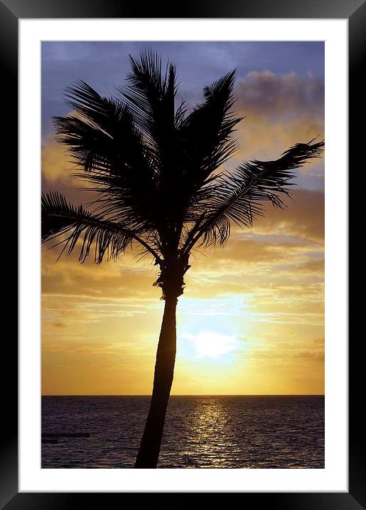 Tropical Sunrise Palm Silhouette Framed Mounted Print by Brian  Raggatt