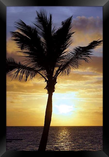 Tropical Sunrise Palm Silhouette Framed Print by Brian  Raggatt
