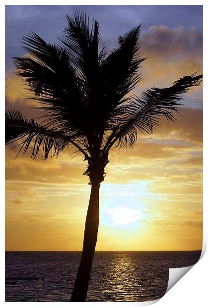 Tropical Sunrise Palm Silhouette Print by Brian  Raggatt